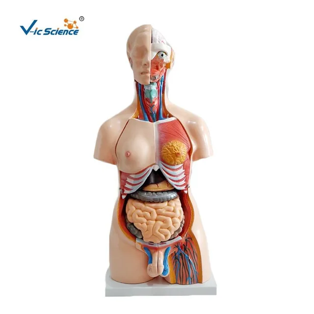 Torso unisex de 85 cm (23 partes) — VIC Science