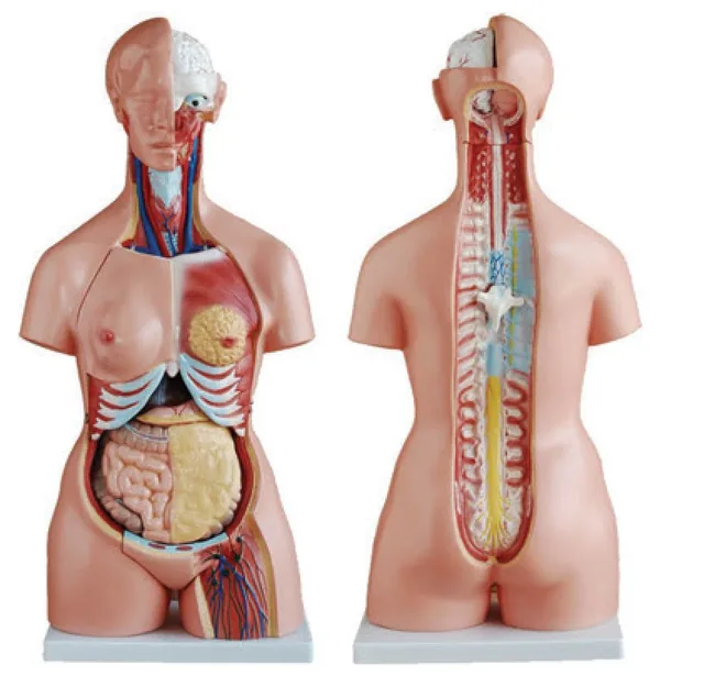 Torso trisexual de 85 cm (21 partes) — VIC Science
