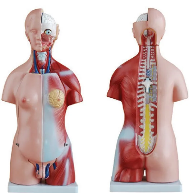 Torso unisex de 45 cm (23 partes) — VIC Science