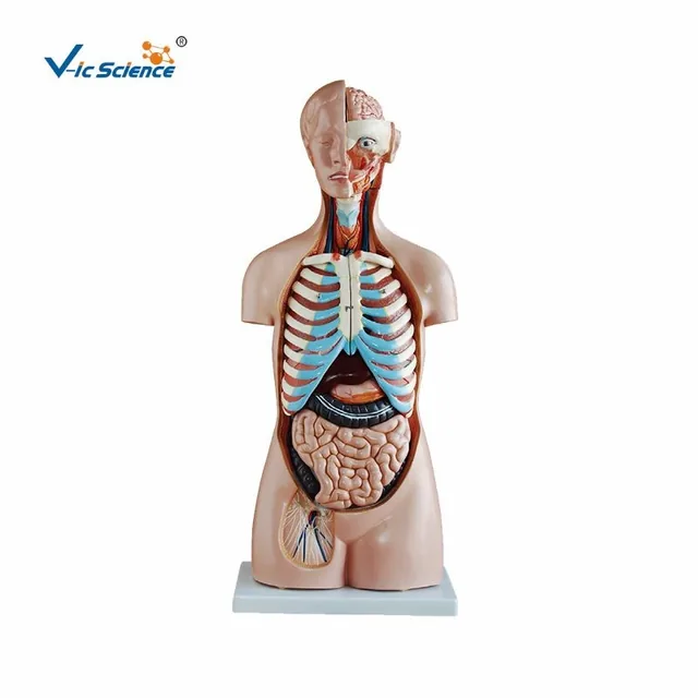 Torso asexuado de 85 cm (20 partes) — VIC Science