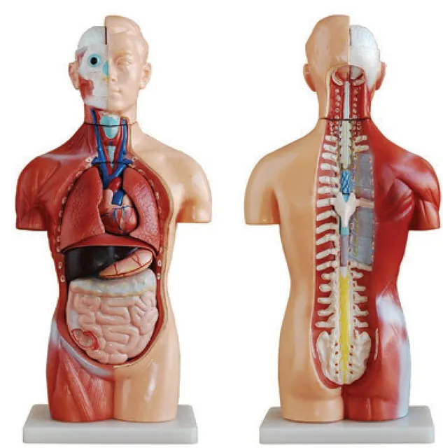 Torso asexuado de 42 cm (18 partes) — VIC Science