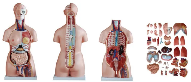 Torso unisex de 85 cm (40 partes) — VIC Science