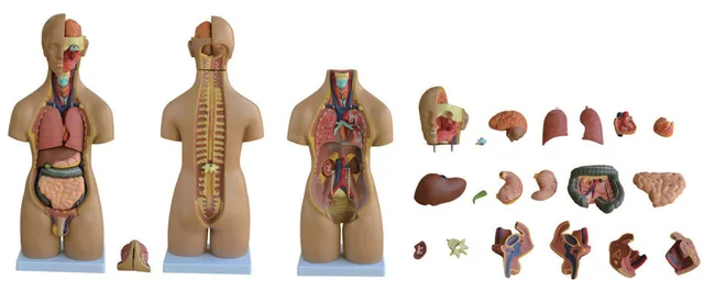 55 cm Unisex Torso (20 Parts) — VIC Science