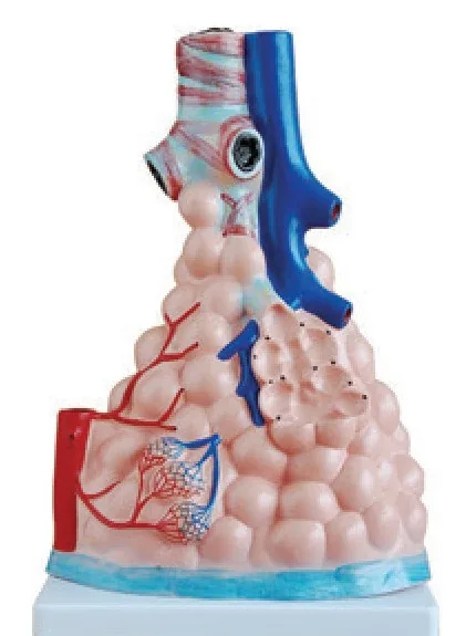 Modelo ampliado de alvéolos pulmonares — VIC Science