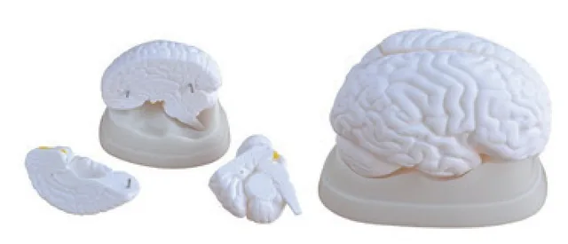 Modelo de cerebro (3 partes) — VIC Science
