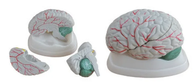 Modelo de cerebro nuevo estilo con arterias — VIC Science