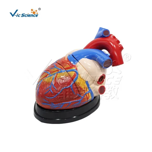 Giant Heart Model (3 Parts) — VIC Science