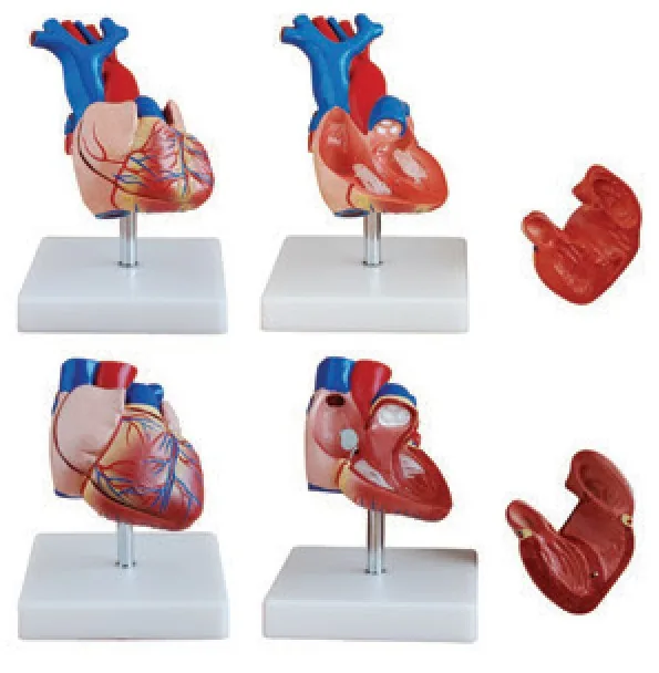 Modelo de corazón de tamaño natural / nuevo estilo — VIC Science