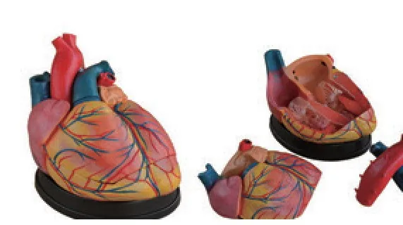 Modelo gigante del corazón, nuevo estilo — VIC Science