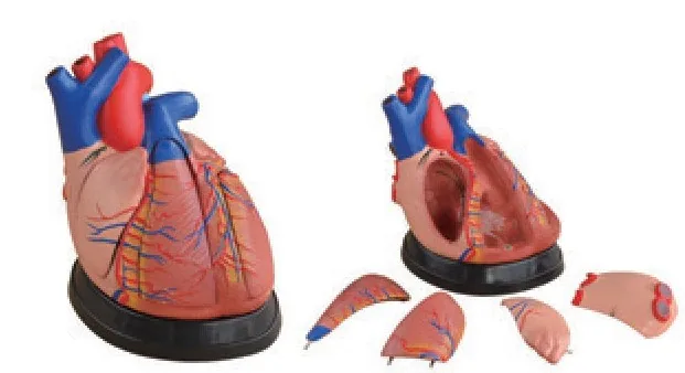 Medium Heart Model (5 Parts) — VIC Science