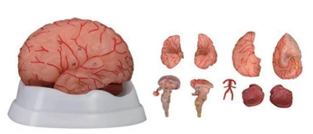 Cerebro nuevo estilo con arterias (9 partes) — VIC Science