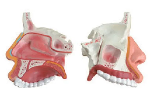 Modelo anatómico de la cavidad nasal — VIC Science