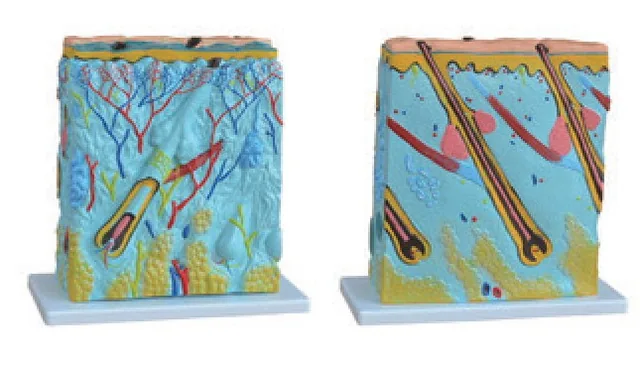Skin Block Model — VIC Science