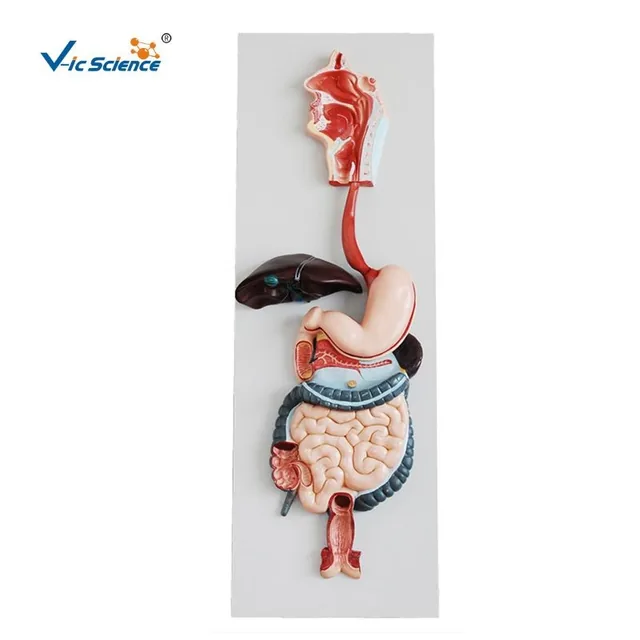 Modelo del sistema digestivo — VIC Science