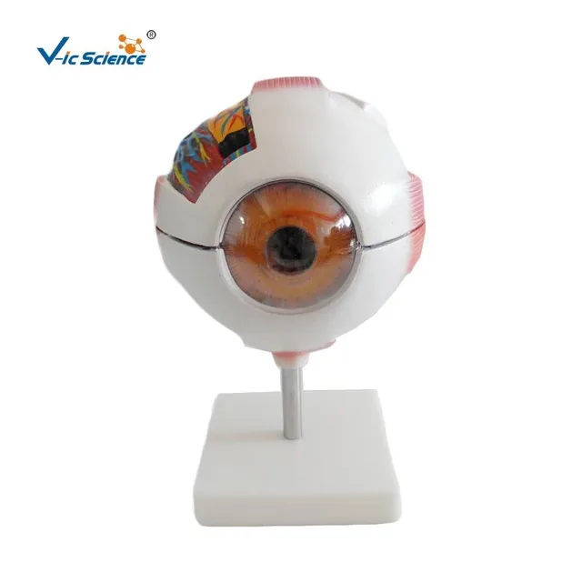 Modelo gigante del ojo — VIC Science