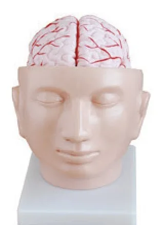 Cabeza con cerebro y arterias (9 partes) — VIC Science