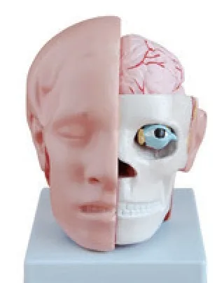 Cabeza anatómica con cerebro (10 partes) — VIC Science