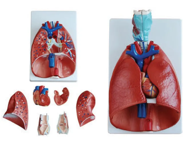 Larynx, Heart and Lungs Model — VIC Science