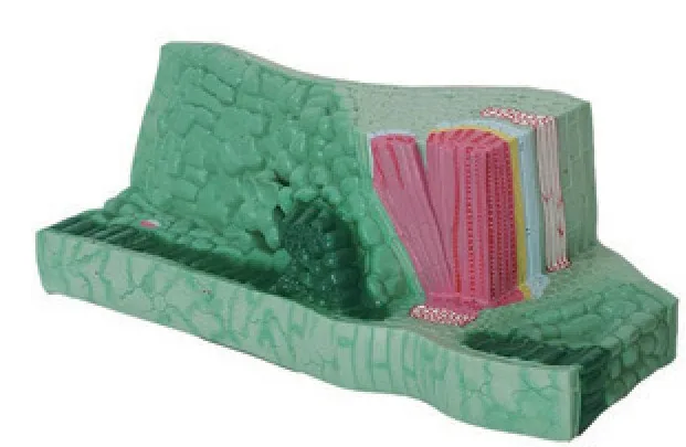 Modelo de estructura de hoja (bloque) — VIC Science
