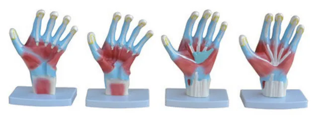 Modelo anatómico de la palma de la mano — VIC Science