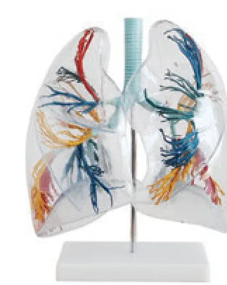 Modelo transparente de segmentos pulmonares — VIC Science