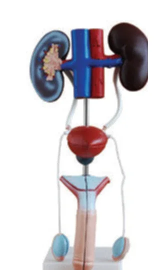 Modelo del sistema urogenital masculino — VIC Science