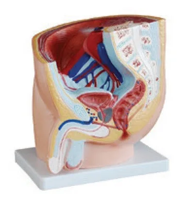 Modelo de sección sagital de pelvis masculina — VIC Science