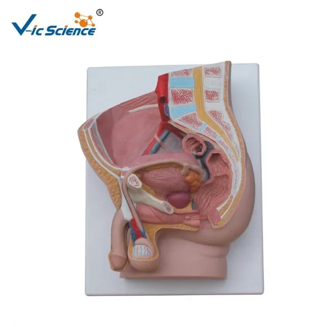 Male Pelvis Section Model (2 Parts) — VIC Science