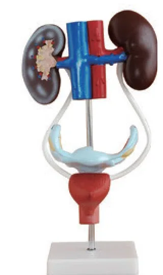 Modelo del sistema urogenital femenino — VIC Science