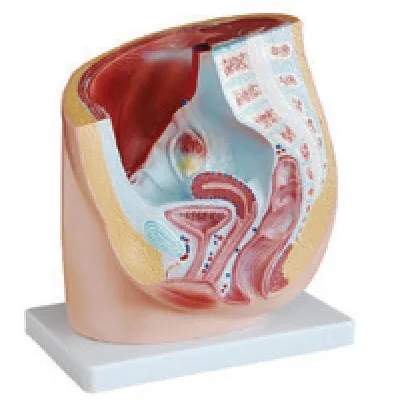 Modelo de sección sagital de pelvis femenina — VIC Science