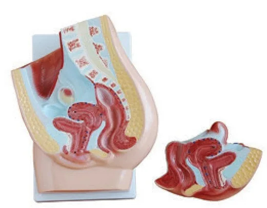 Modelo de sección de pelvis femenina (2 partes) — VIC Science