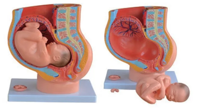 Modelo de sección de pelvis femenina con feto (4 partes) — VIC Science