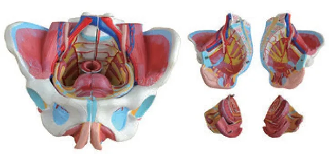 Modelo avanzado de pelvis femenina con órganos, vasos y nervios — VIC Science