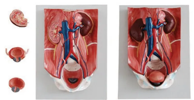 Modelo del sistema urinario — VIC Science