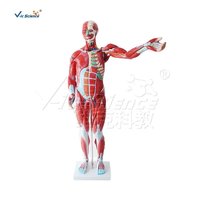 Modelo de musculatura humana masculina (27 partes) — VIC Science
