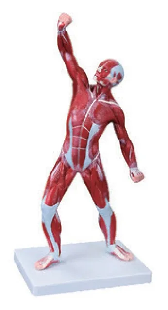 Modelo de musculatura humana masculina de 50 cm — VIC Science