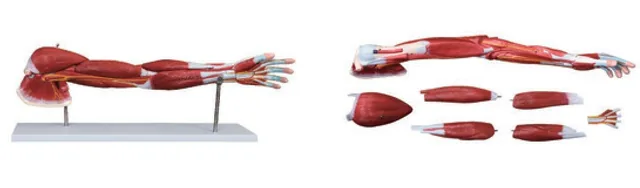 Modelo de músculos del brazo humano (7 partes) — VIC Science