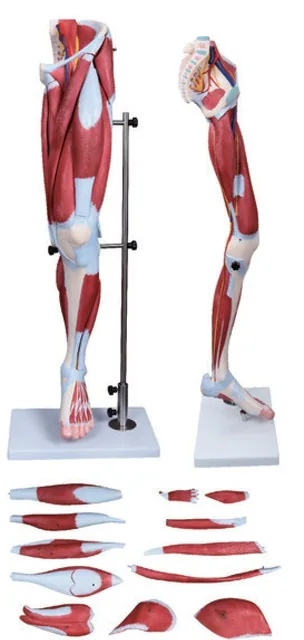 Modelo de músculos de la pierna humana (13 partes) — VIC Science