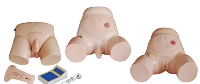 Modelo electrónico de cateterismo vesical (masculino/femenino) — VIC Science
