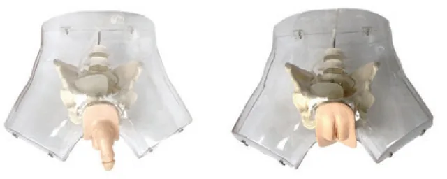 Modelo transparente de cateterismo vesical (masculino/femenino) — VIC Science
