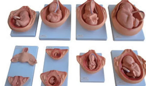 Modelo del proceso de desarrollo fetal — VIC Science