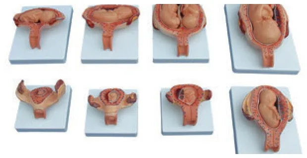 Modelo del proceso de desarrollo fetal (tamaño medio) — VIC Science