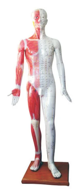 Modelo de acupuntura humano de lujo de 178 cm — VIC Science