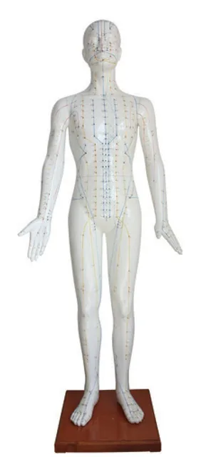 Modelo de acupuntura de lujo de 178 cm (femenino) — VIC Science