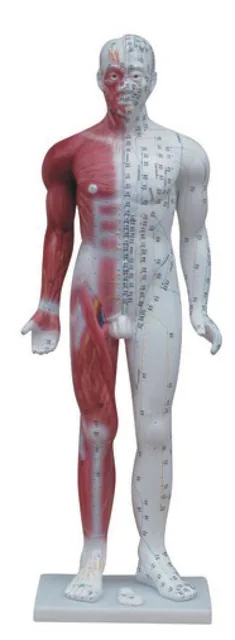 Modelo de acupuntura humano de lujo de 84 cm — VIC Science