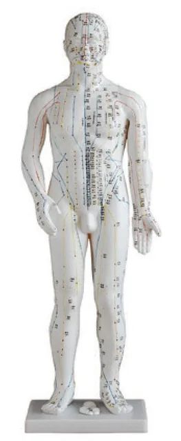 Modelo de acupuntura masculino de 70 cm — VIC Science
