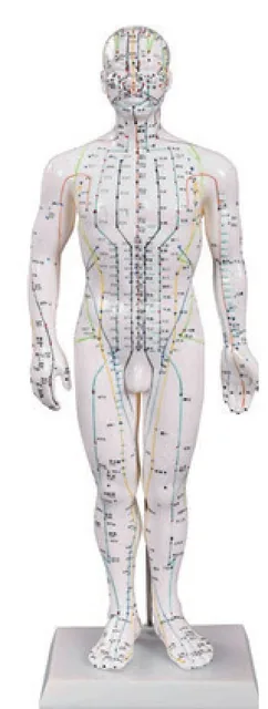 Modelo de acupuntura masculino de 50 cm — VIC Science