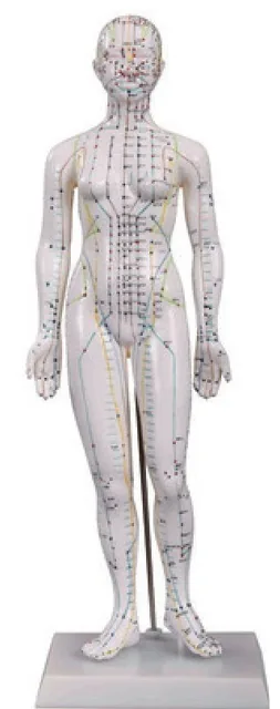 Modelo de acupuntura femenino de 48 cm — VIC Science