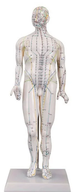 Modelo de acupuntura masculino de 46 cm — VIC Science