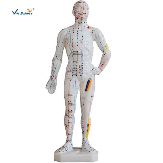 Modelo de acupuntura de 26 cm — VIC Science